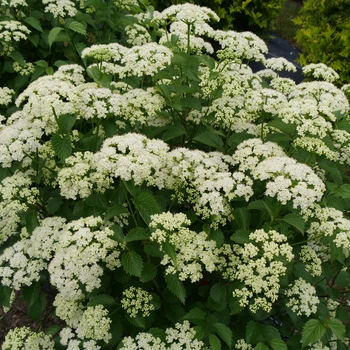 Viburnum dentatum - ''Blue Muffin®'' Arrowwood Viburnum