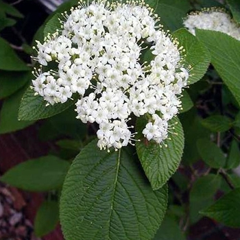 Viburnum lantana - ''Mohican'' Wayfaringtree Viburnum