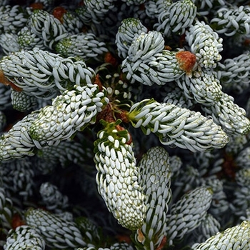Abies koreana - 'Kahout's Icebreaker' Korean Fir