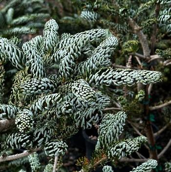 Abies koreana - 'Silver Show' Korean Fir