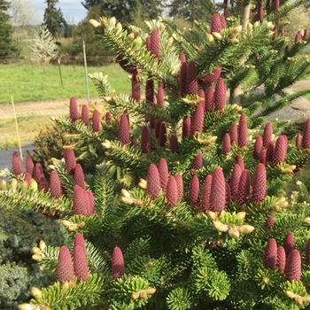 Abies koreana - 'Starker's Dwarf' Korean Fir