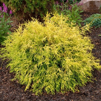 Chamaecyparis pisifera - 'Golden Mop' Japanese Falsecypress