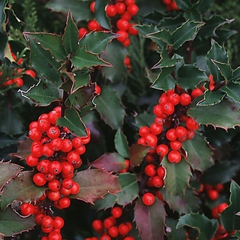 Ilex x meserveae - 'Blue Duet' Prince Princess Holly