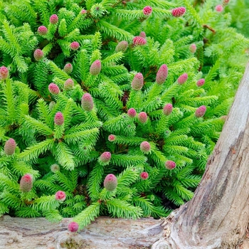 Picea abies - 'Pusch' Dwarf Norway Spruce