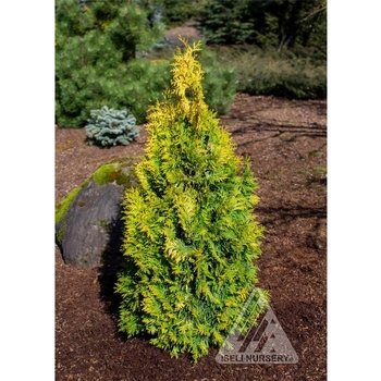 Thuja occidentalis '‘Golden Blush’' - Golden Blush Arborvitae