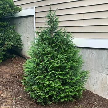 Thuja plicata x slandishii - 'Leprechaun' Arborvitae