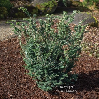 Tsuga canadensis - 'Forest Fountain' Canadian Hemlock