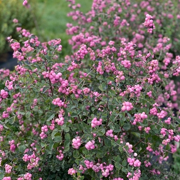 Symphoricarpos - 'Proud Berry®' Coral Berry