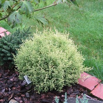 Chamaecyparis pisifera - 'Cream Ball' Falsecypress