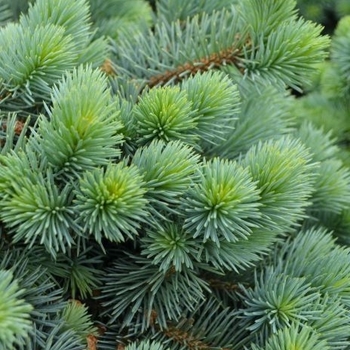 Picea pungens - 'Christina' Colorado Blue Spruce