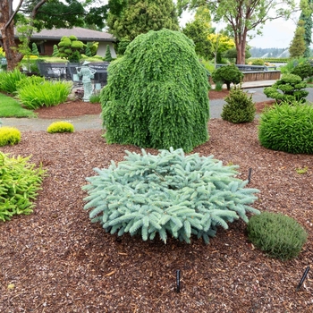 Picea pungens '‘Millbrook’' - ‘Millbrook’ Colorado Blue Spruce