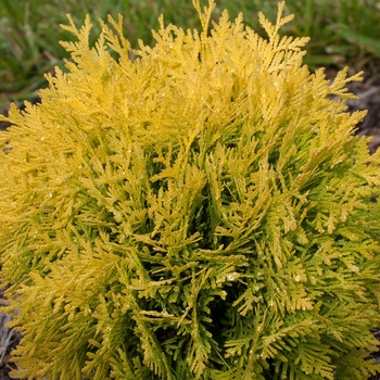 Thuja occidentalis - 'Autumn Moon' Arborvitae
