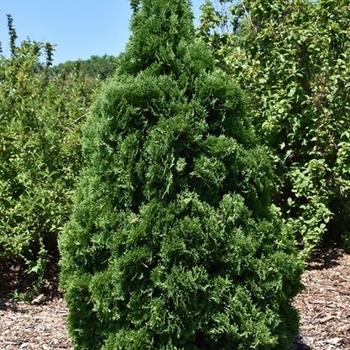 Thuja occidentalis - 'Holmstrup' Arborvitae