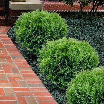 Thuja occidentalis - 'Little Giant' Arborvitae