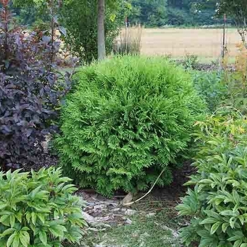 Thuja occidentalis - 'Woodwardii' Arborvitae