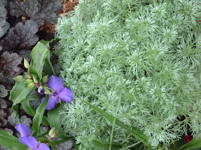 'Silver Mound' Wormwood - Artemisia schmidtiana from Winding Creek Nursery