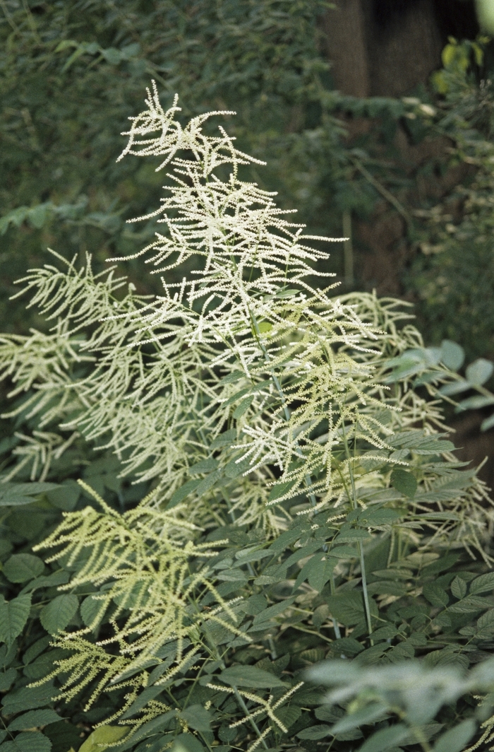 Goat's Beard - Aruncus dioicus from Winding Creek Nursery