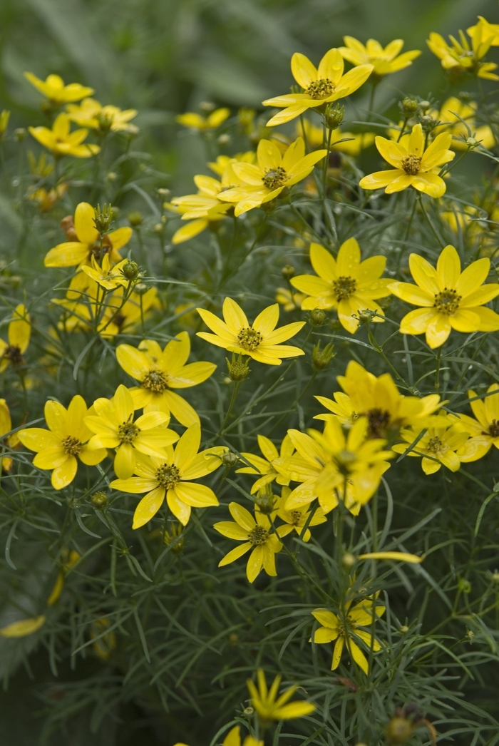 'Zagreb' Tickseed - Coreopsis verticillata from Winding Creek Nursery