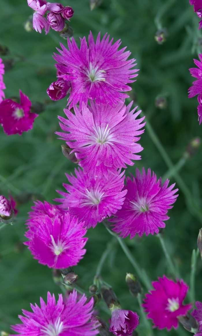 'Firewitch' Pinks-Cheddar - Dianthus gratianopolitanus from Winding Creek Nursery