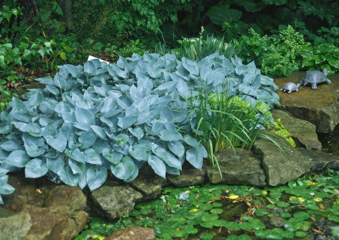 'Halcyon' Hosta, Plantain Lily - Hosta from Winding Creek Nursery