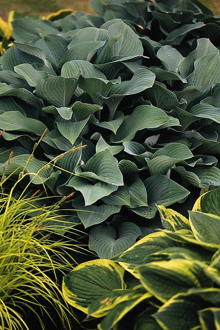 'Krossa Regal' Hosta, Plantain Lily - Hosta from Winding Creek Nursery