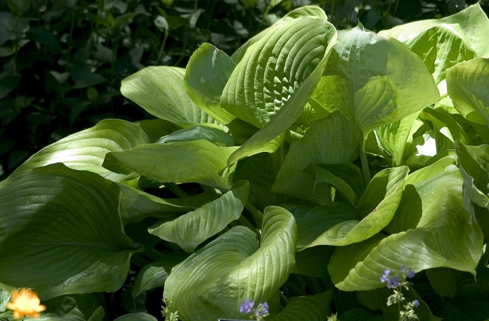 'Sum and Substance' Hosta, Plantain Lily - Hosta from Winding Creek Nursery