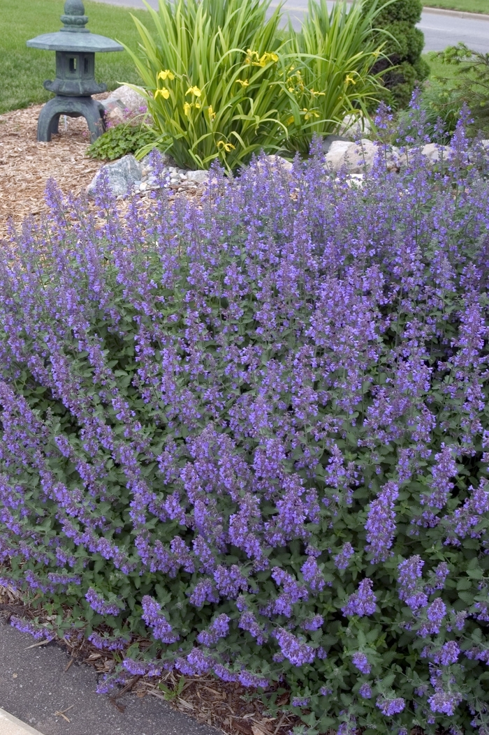 'Walker's Low' Catmint - Nepeta racemosa from Winding Creek Nursery