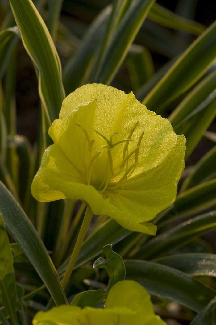 Ozark Sundrop - Oenothera missouriensis from Winding Creek Nursery