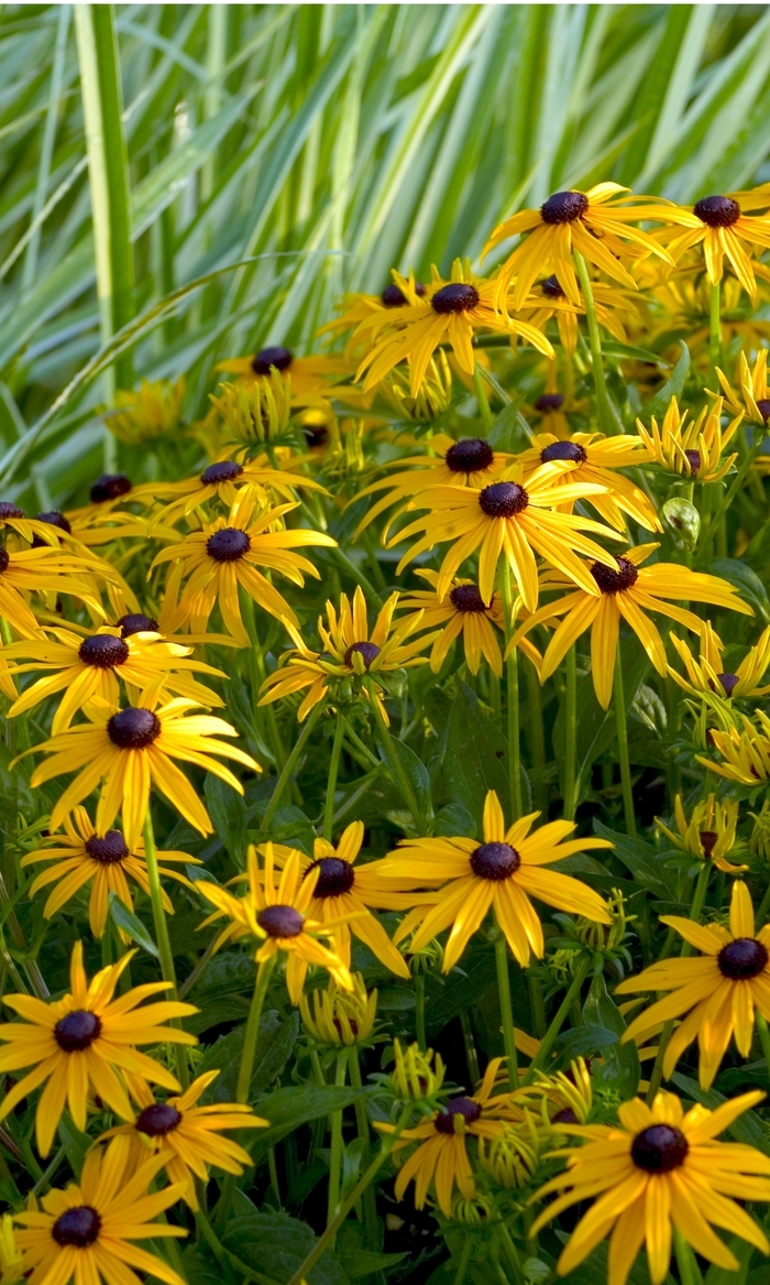 'Goldsturm' Black Eyed Susan - Rudbeckia fulgida from Winding Creek Nursery