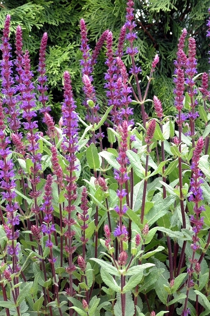 'Caradonna' Sage - Salvia nemorosa from Winding Creek Nursery