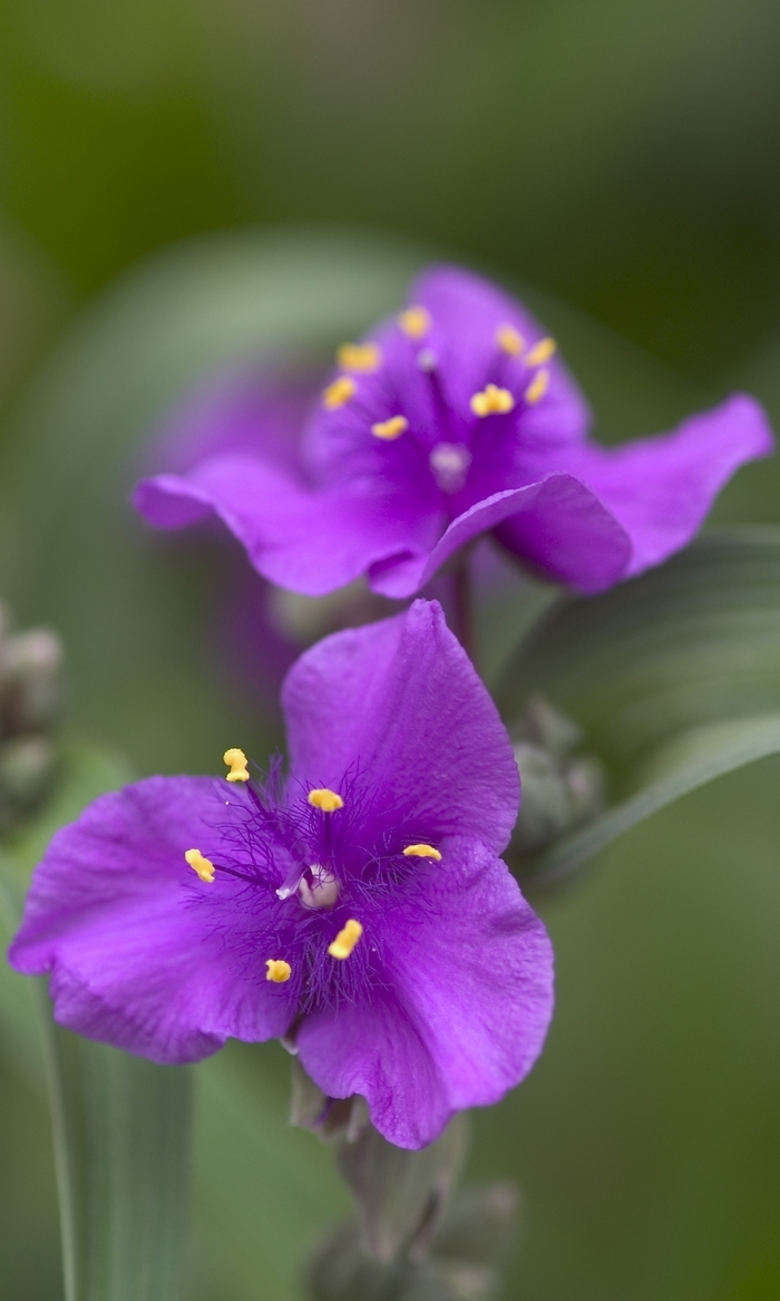 'Concord Grape' Spiderwort - Tradescantia from Winding Creek Nursery