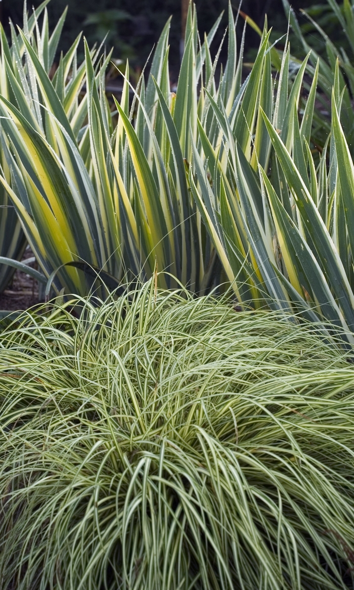 'Evergold' Sedge - Carex oshimensis from Winding Creek Nursery