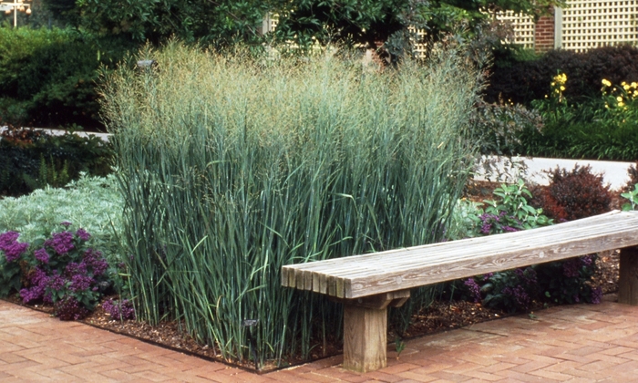 'Heavy Metal' Switch Grass - Panicum virgatum from Winding Creek Nursery