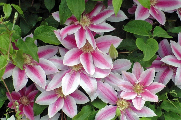 'Doctor Ruppel' - Clematis from Winding Creek Nursery