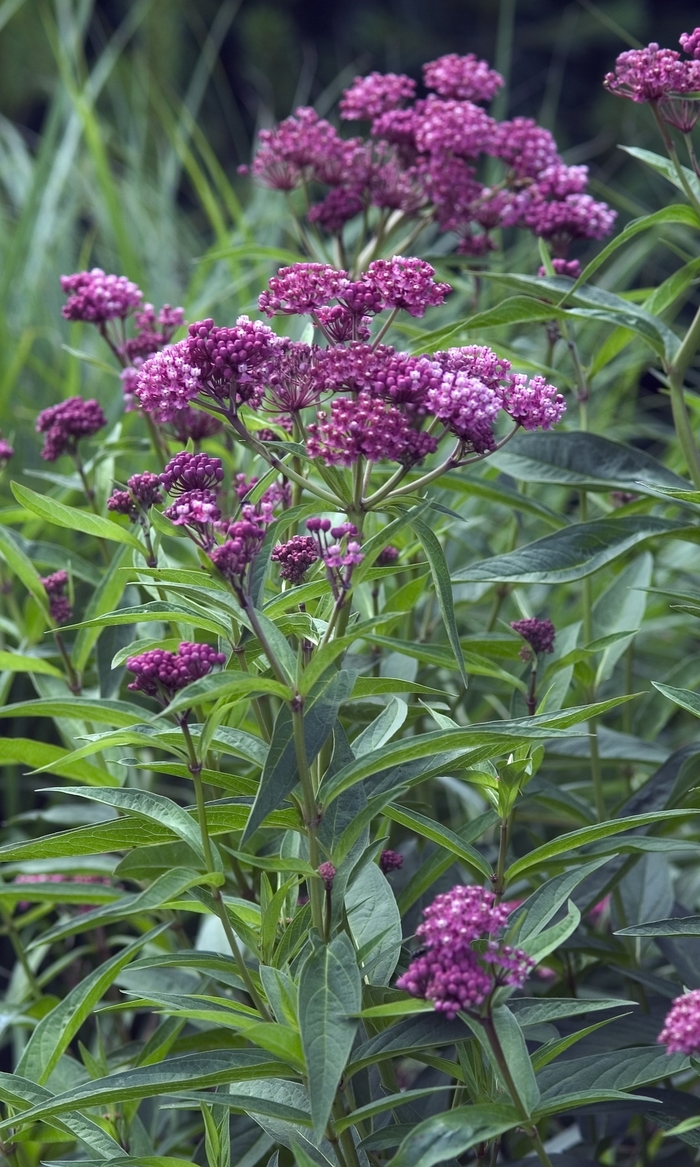 'Cinderella' Butterfly Flower - Asclepias incarnata from Winding Creek Nursery