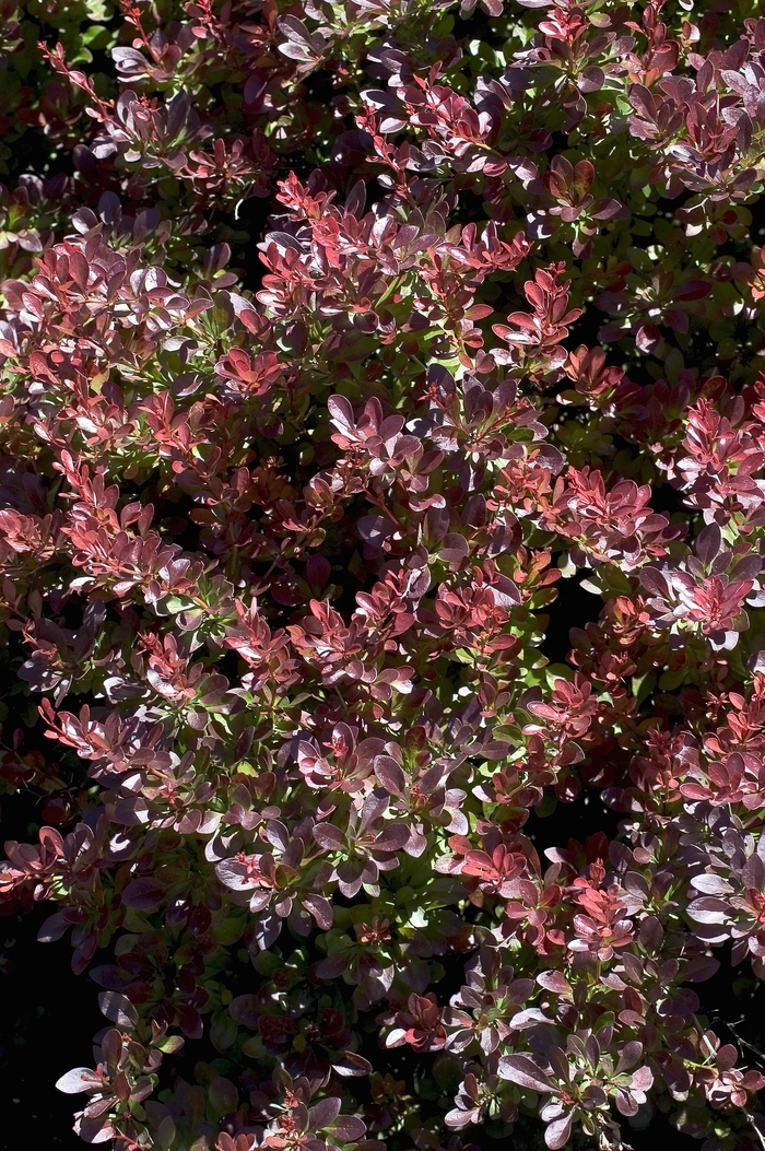 'Crimson Pygmy' Japanese Barberry - Berberis thunbergii from Winding Creek Nursery