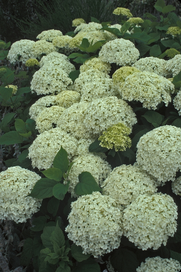 'Annabelle' Smooth Hydrangea - Hydrangea arborescens from Winding Creek Nursery