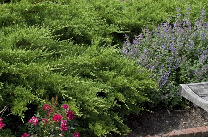 'Kallay's Compacta ('Pfitzer Kallay')' Chinese Juniper - Juniperus chinensis from Winding Creek Nursery