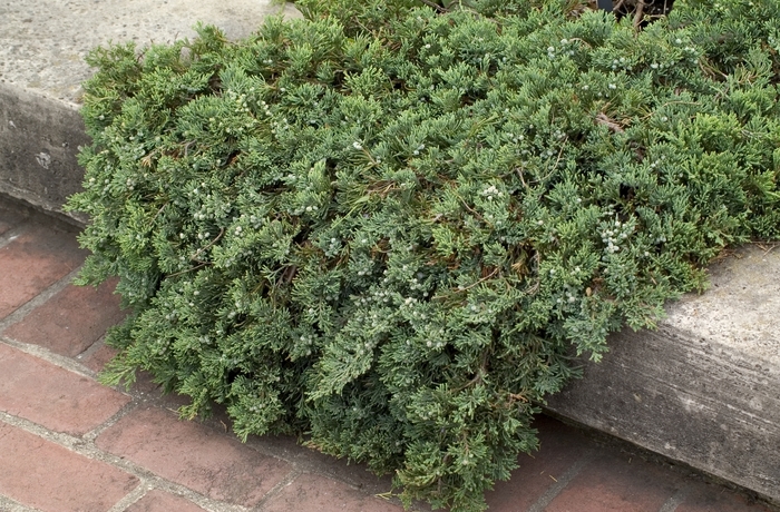 'Wiltonii' Blue Rug Juniper - Juniperus horizontalis from Winding Creek Nursery