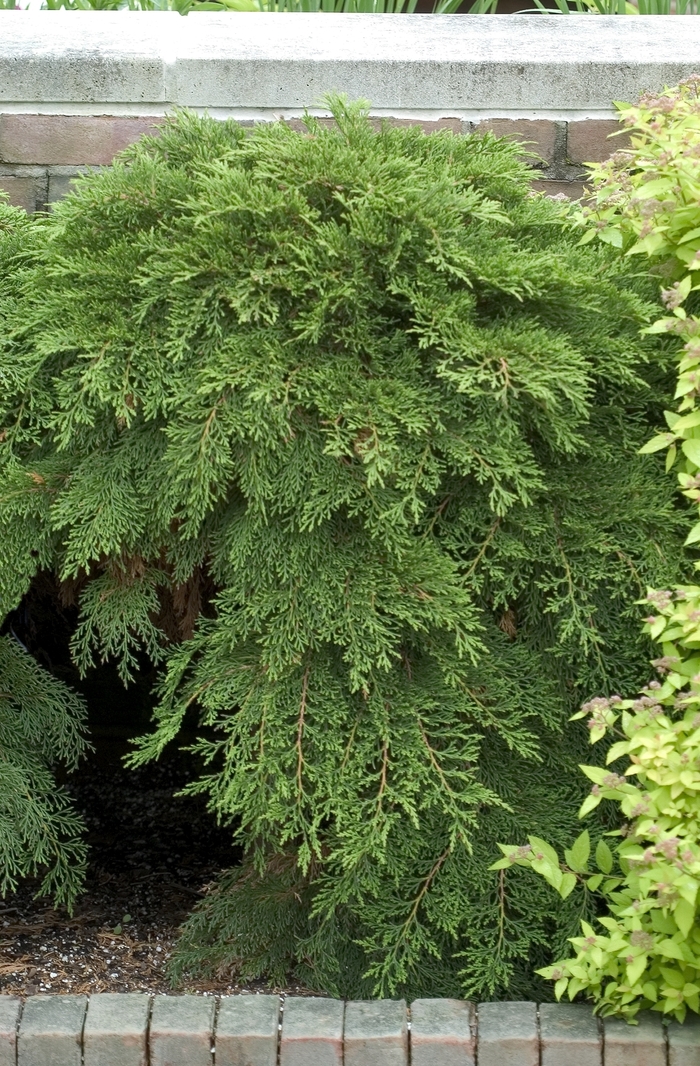 Russian Cypress - Microbiota decussata from Winding Creek Nursery