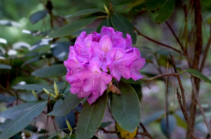 'Roseum Elegans' - Rhododendron from Winding Creek Nursery