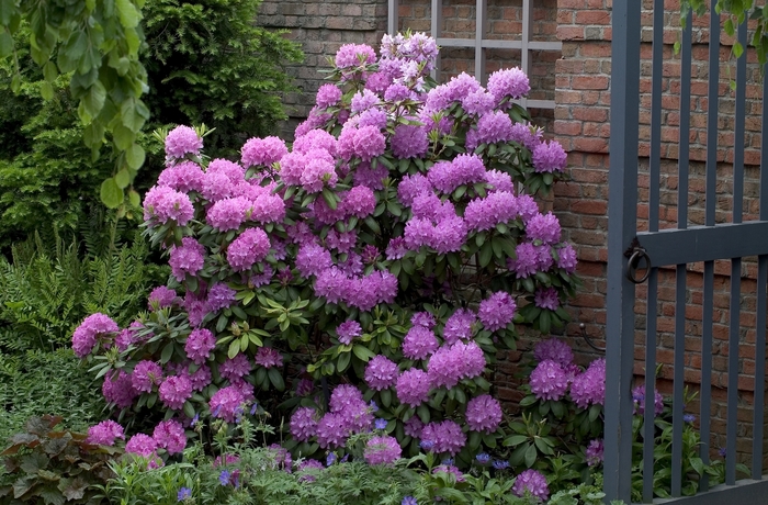 'Roseum Elegans' - Rhododendron from Winding Creek Nursery