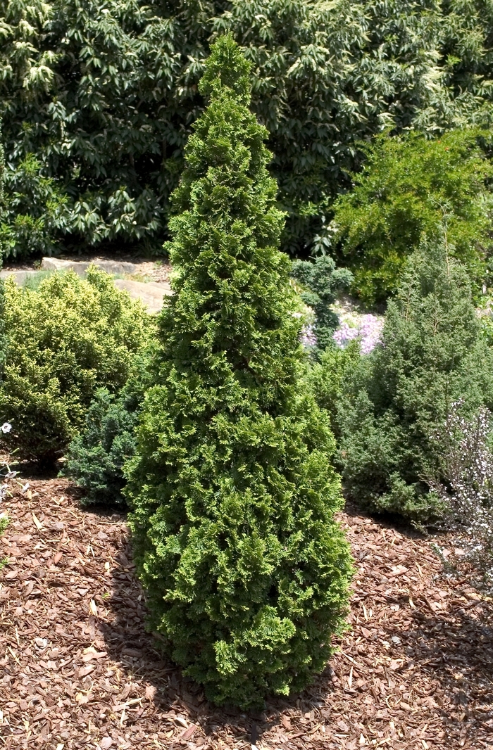 'Degroot's Spire' Arborvitae - Thuja occidentalis from Winding Creek Nursery