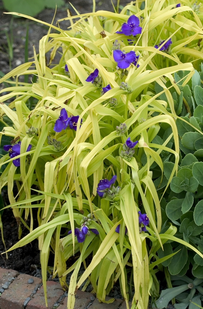 'Blue & Gold' Spiderwort - Tradescantia from Winding Creek Nursery