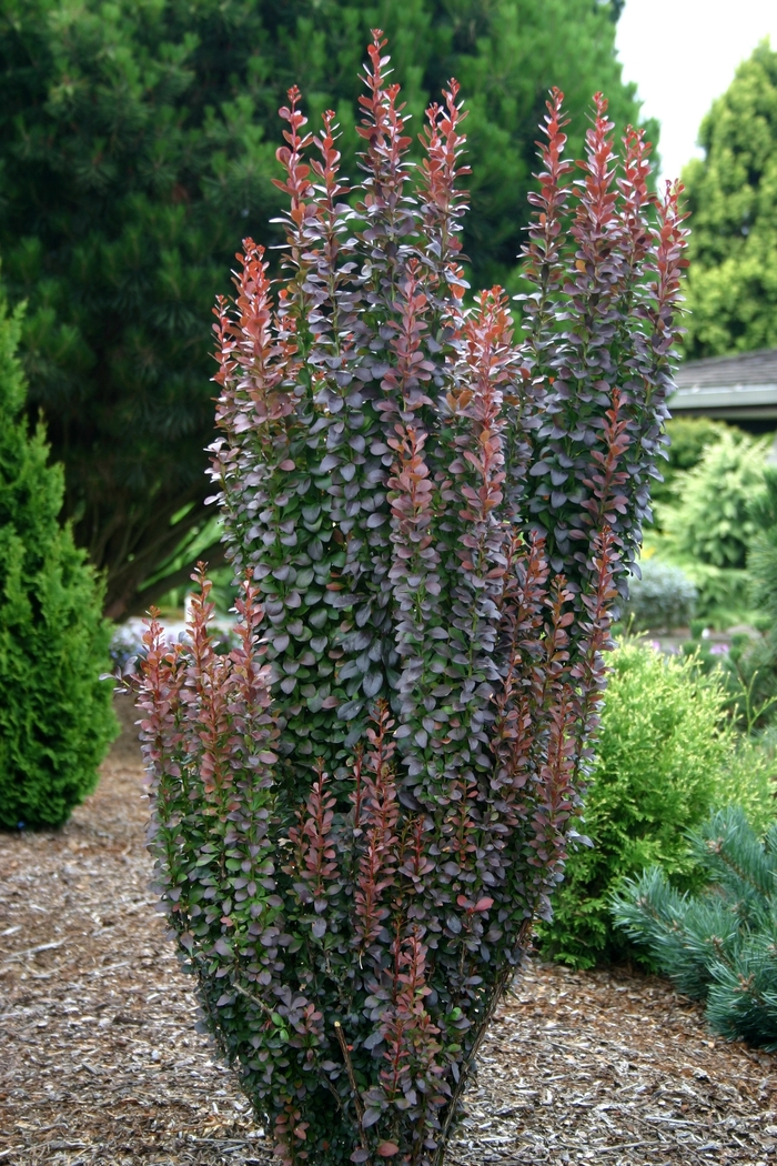 'Helmond Pillar' Barberry - Berberis thunbergii from Winding Creek Nursery