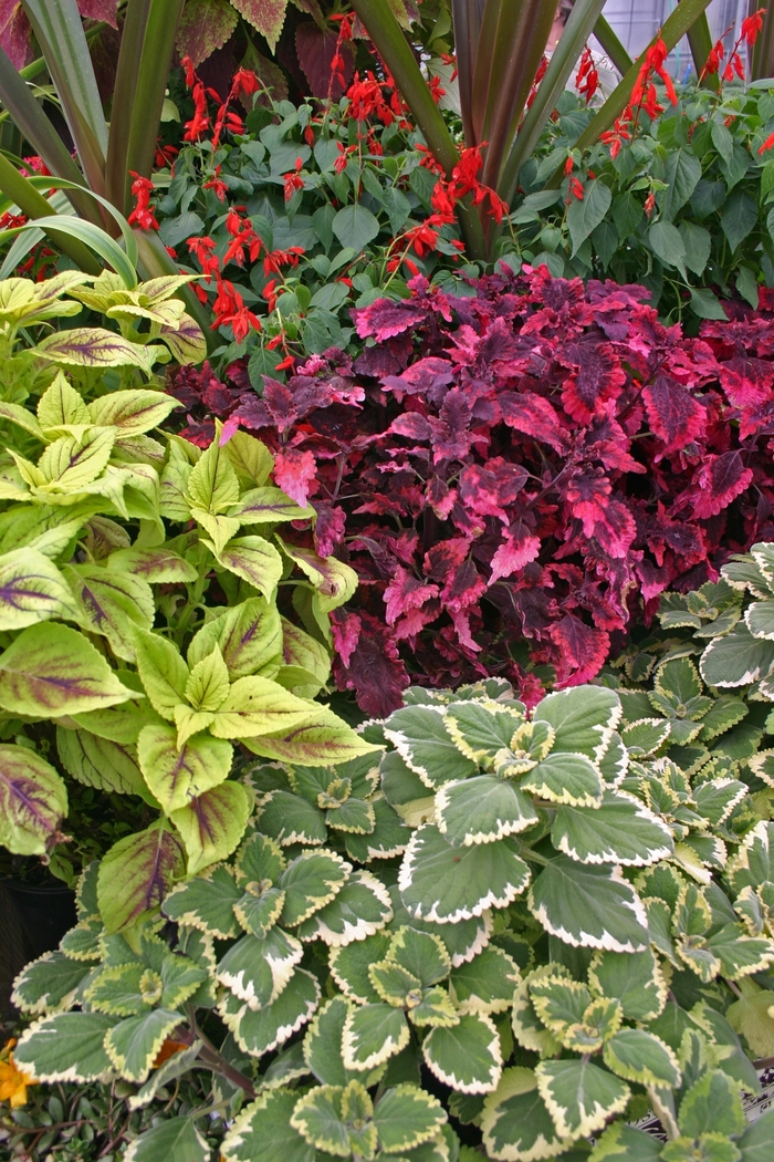 Assorted Coleus - coleus from Winding Creek Nursery