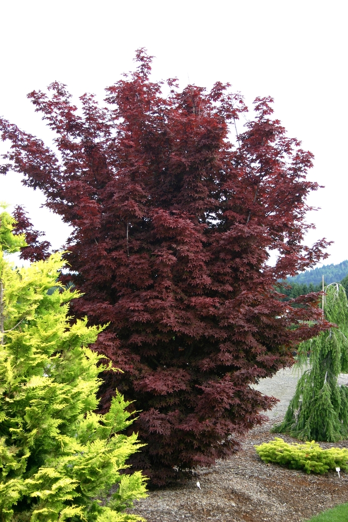 'Twombly's Red Sentinel' Japanese Maple - Acer palmatum from Winding Creek Nursery