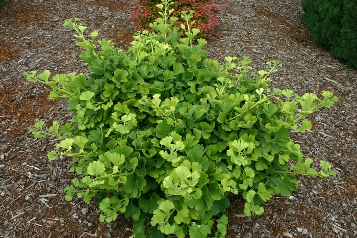 'Mariken' Ginkgo Tree - Ginkgo biloba from Winding Creek Nursery