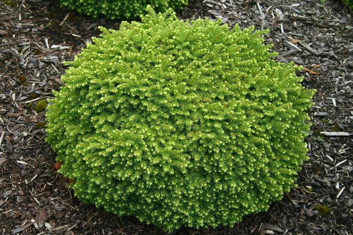 'Little Gem' Norway Spruce - Picea abies from Winding Creek Nursery