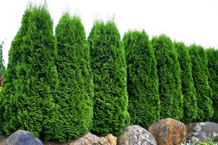 'Emerald' Arborvitae - Thuja occidentalis from Winding Creek Nursery